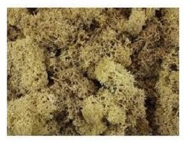 KERANOVA 604025 - MUSGO BLANCO 25 GRAMOS